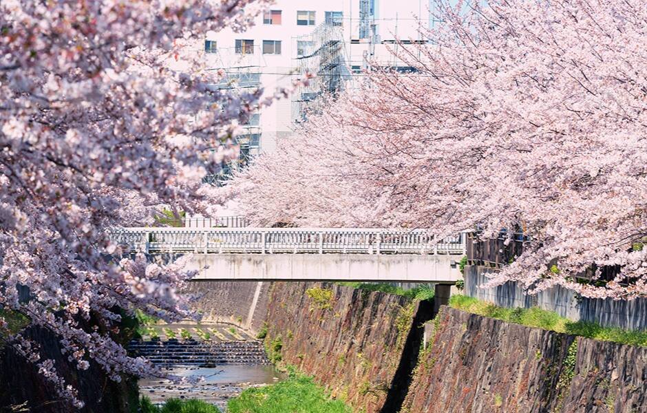 cherry blossom trees blossoming in nagoya japan