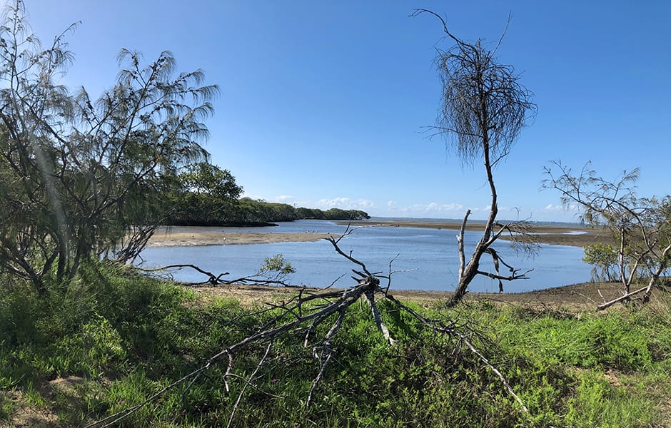 boondall wetlands in brisbane australia