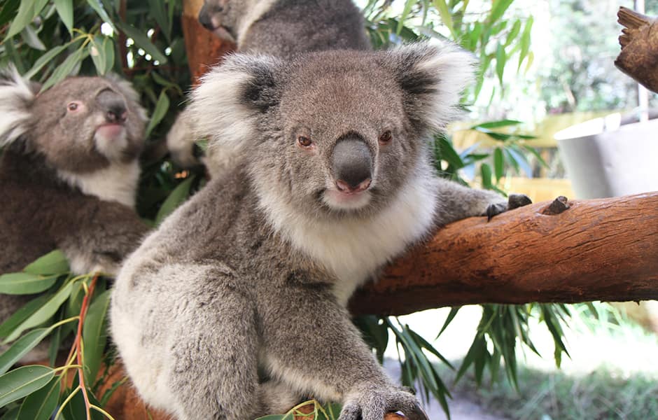 koala in tree brisbane australia