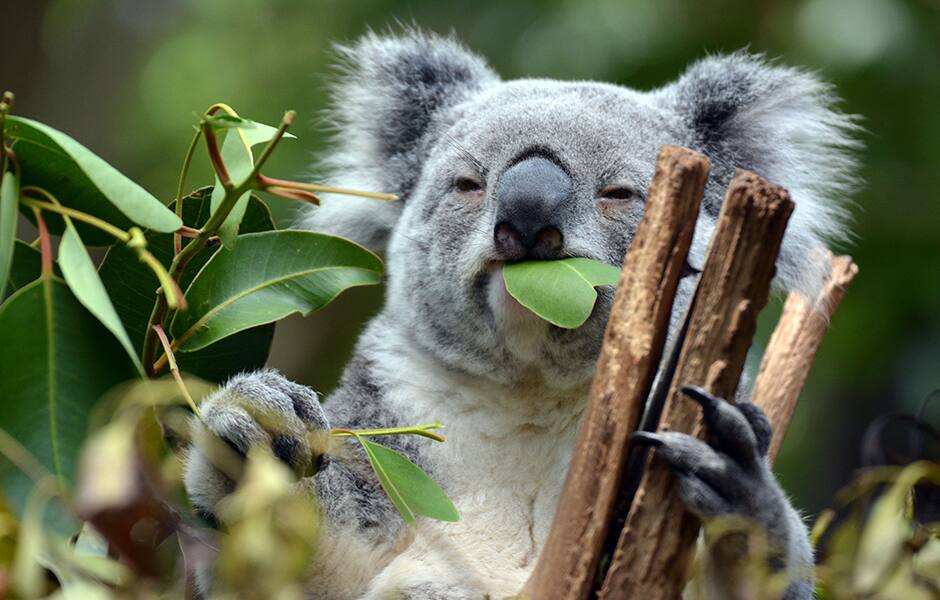 koala sitting on a tree in australia