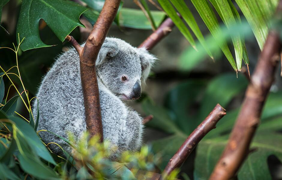 koala bear in the trees australia