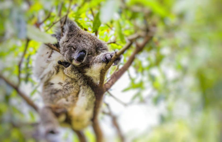 sleeping koala in a tree in melbourne