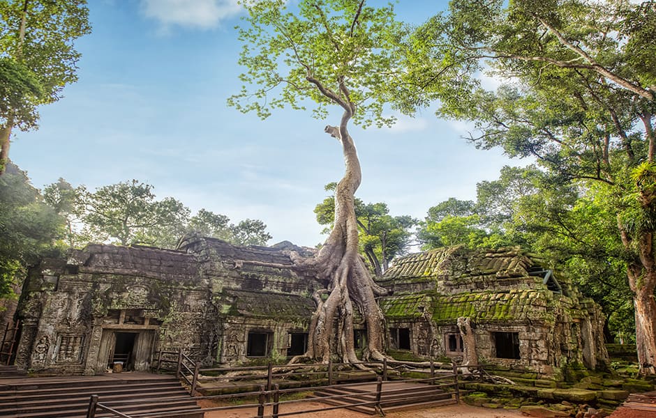 angkor watn with tree roots cambodia