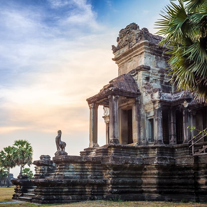 tree and temple cambodia