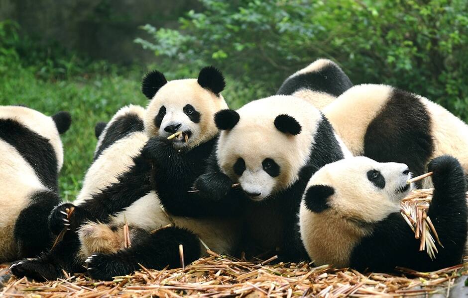 group on pandas