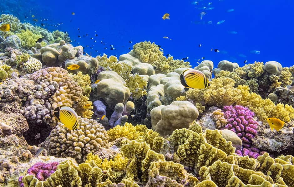 colorful coral reef in red sea egypt