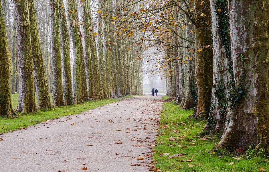 tree lined garden pathway at palace of versailles paris france