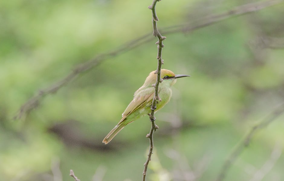 bird from the asola bhatti wildlife sanctuary