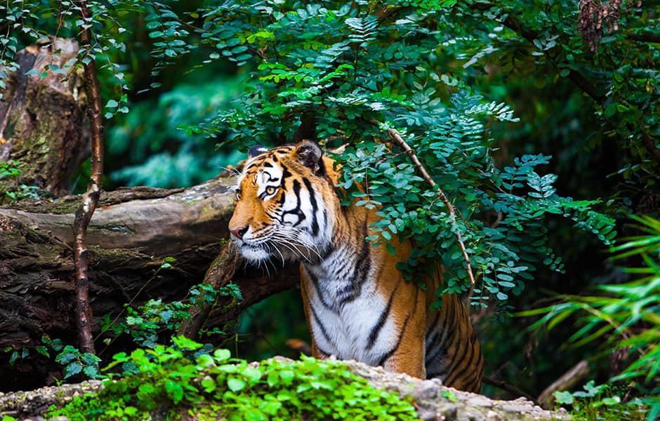 bengal tiger india