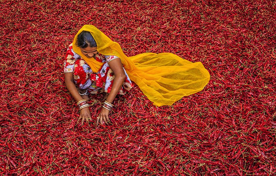 indian woman sorting red chilli peppers jodhpur india