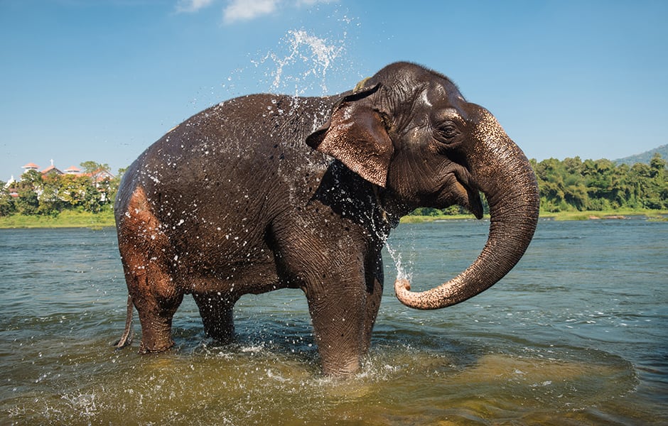 elephant washing in the periyar river in kochi india