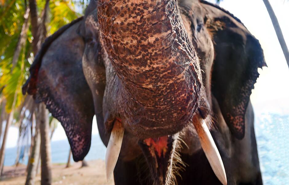 elephant lifting trunk with palm trees and sea in background in india 