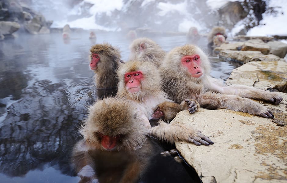 japanese snow monkeys in a hot spring japan