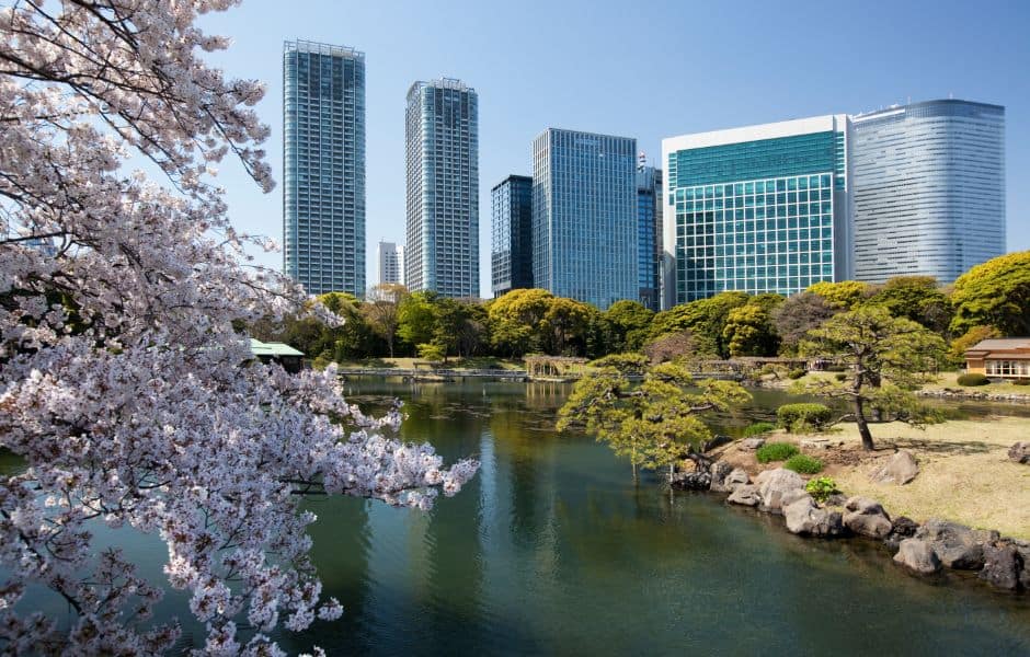 cherry blossom in hama rikyu gardens tokyo japan