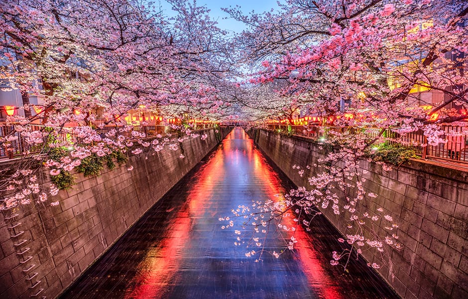 cherry blossoms along meguro river at dusk tokyo japan