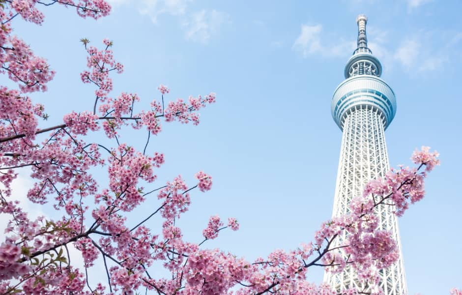 view of tokyo sky tree with cherry blossom in the forefront 