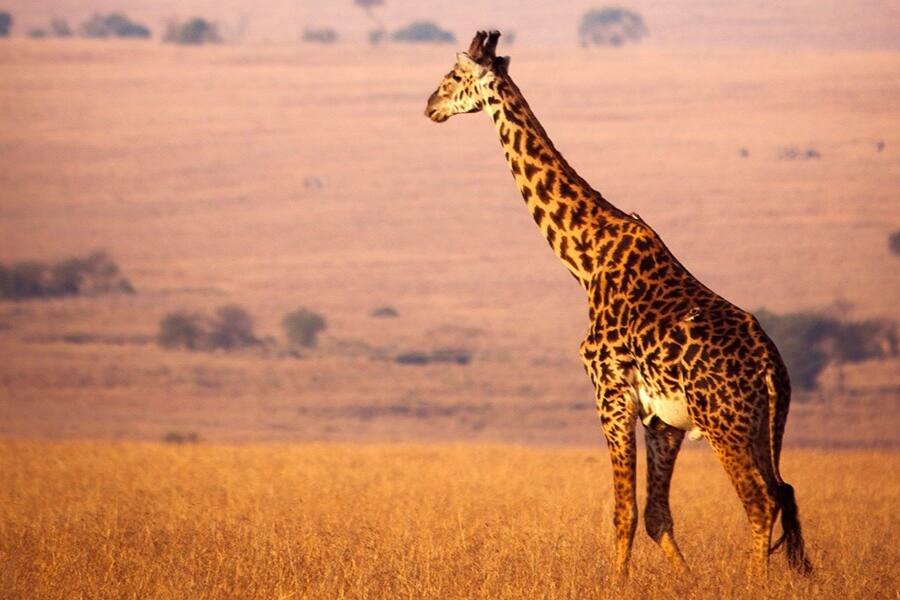 giraffe safari