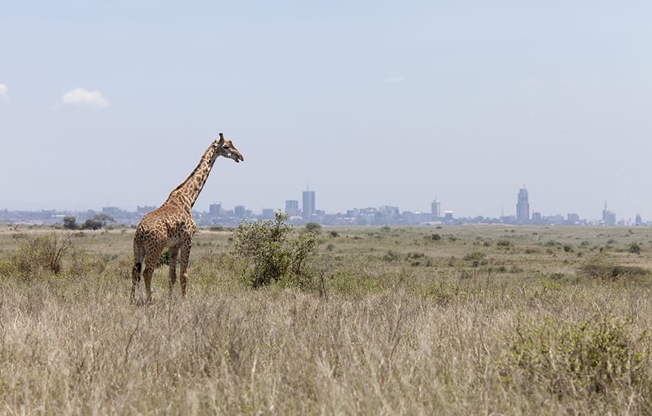 giraffe grazing with nairobi kenya in background