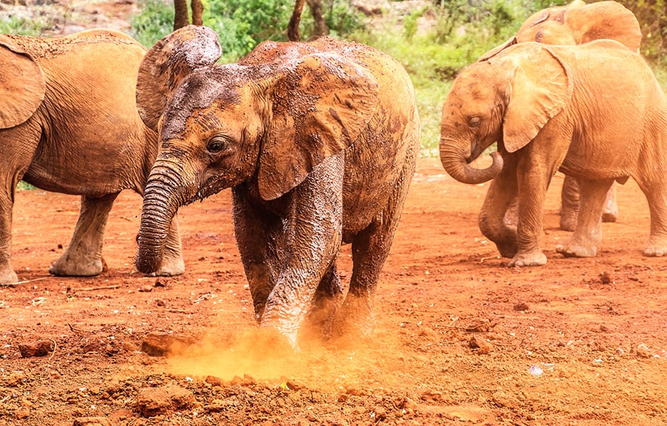 group of baby elephants running in sand in nairobi 