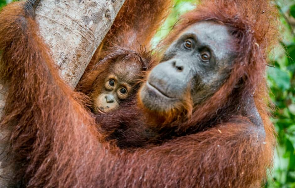 orangutan with cub in borneo