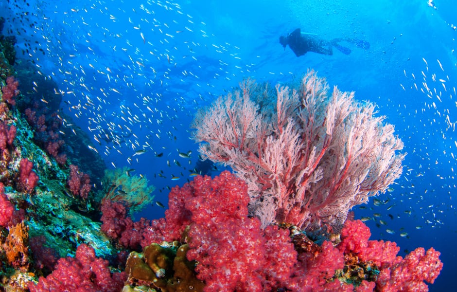 underwater shot of a diver and coral malaysia