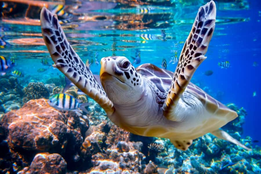 sea turtle