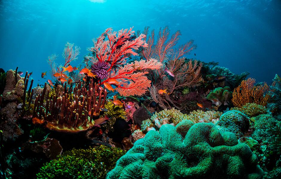 colourful underwater coral scene male maldives