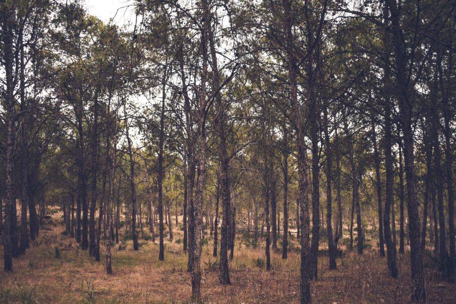 view of forest bouskoura in casablanca