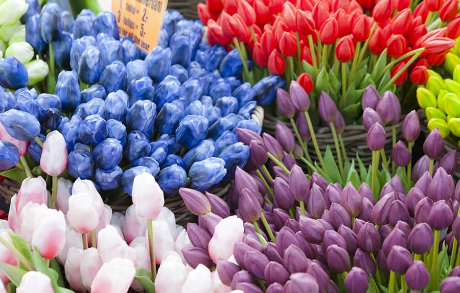 colourful tulips at the flower market in amsterdam 