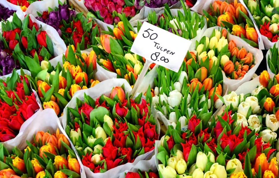 tulips at a market in amsterdam