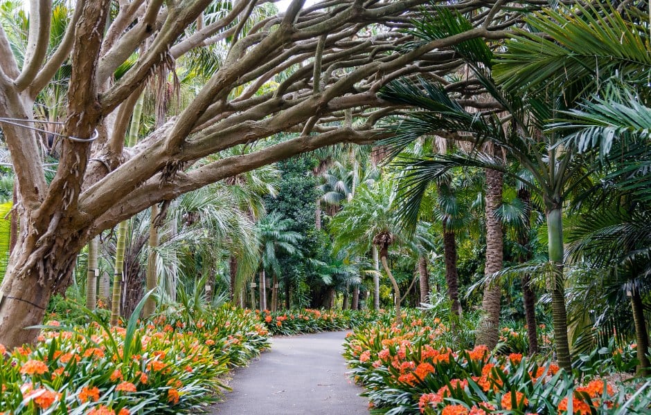 tree grove in sydney royal botanic gardens