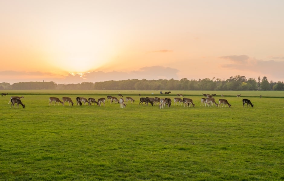 deer at sunset in phoenix park dublin 