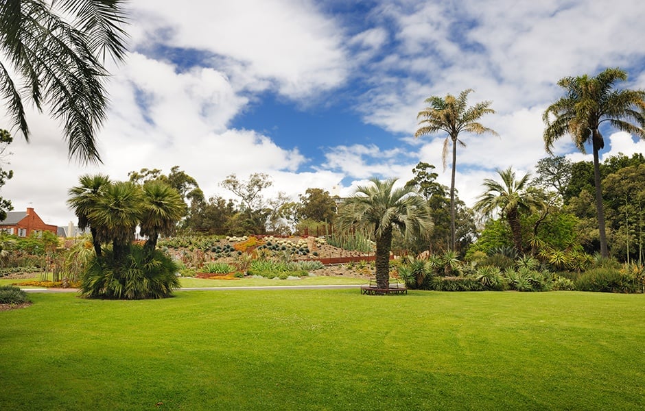 view of the trees and plants in melbourne royal botanical gardens