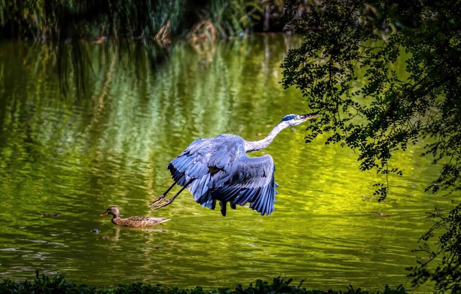 a heron flying at palmengarten in frankfurt