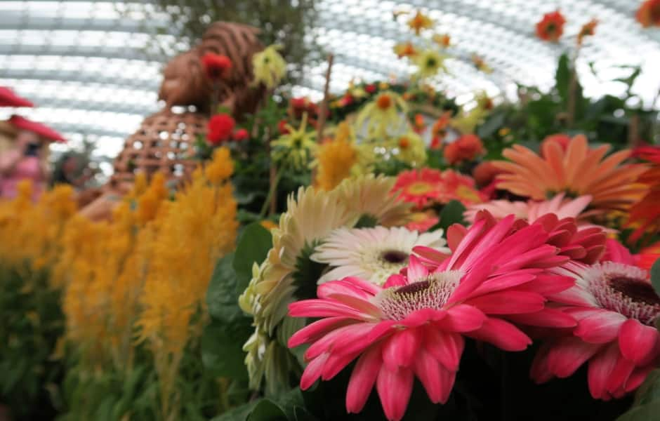 colourful flowers in the gardens by the bay, singapore