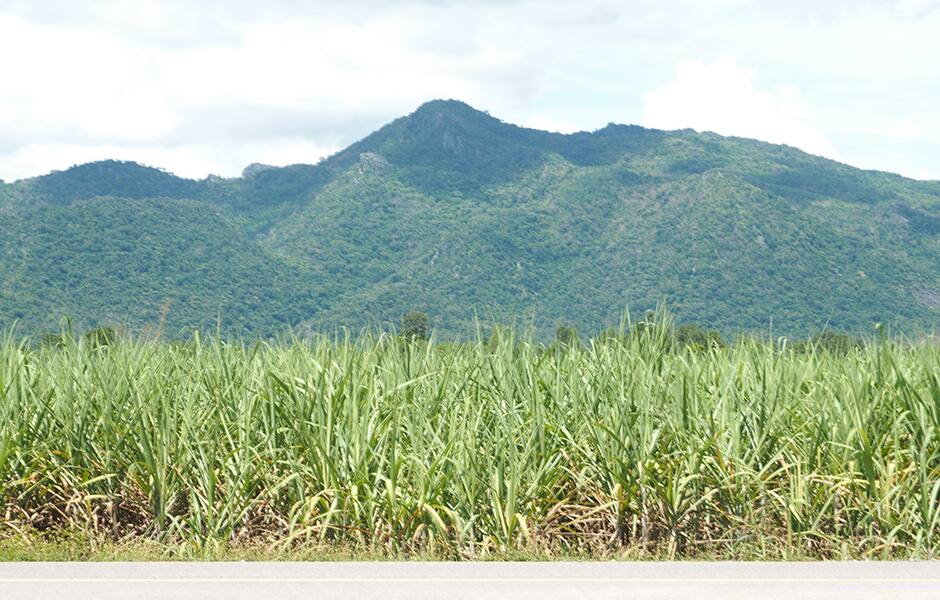 a sugar plantation in bacolod 