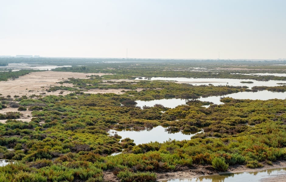 Al Thakira Mangrove Forest