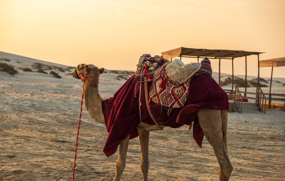 Camel in Qatar desert