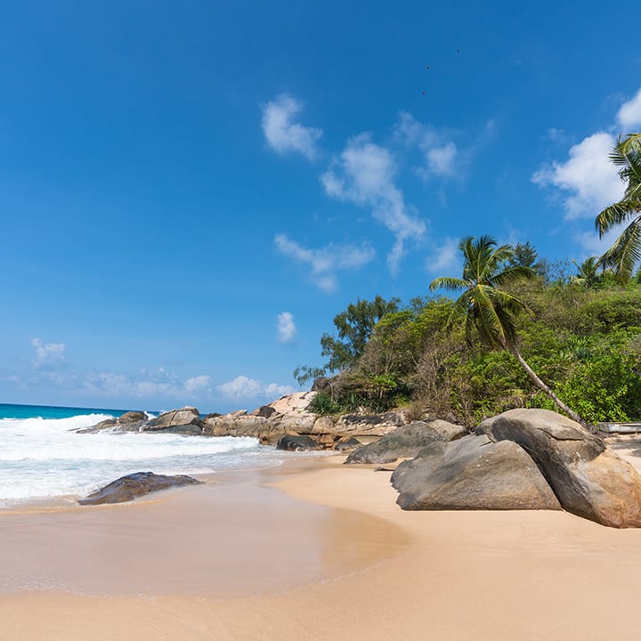 mahe beach and palm trees