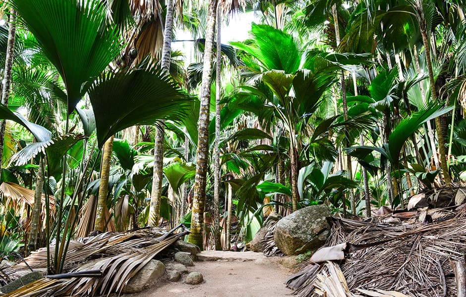 footpath surrounded by tropical trees vallee de mai praslin seychelles