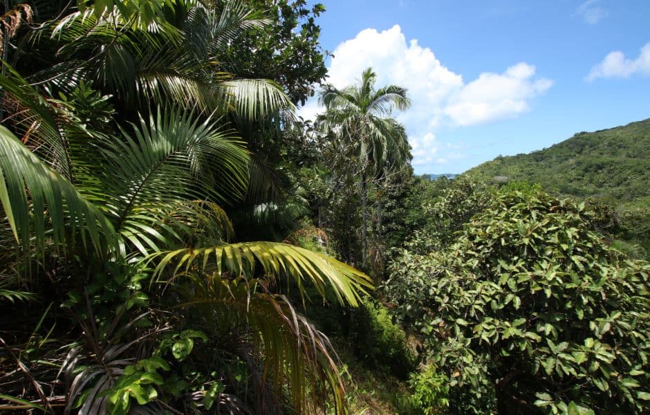 vallee de mai nature reserve praslin island in the seychelles