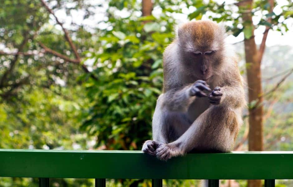 long tail monkey in singapore