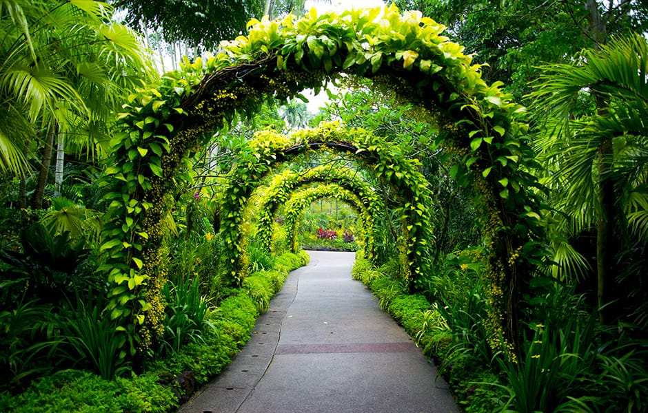 plant archways along a path at singapore botanical gardens