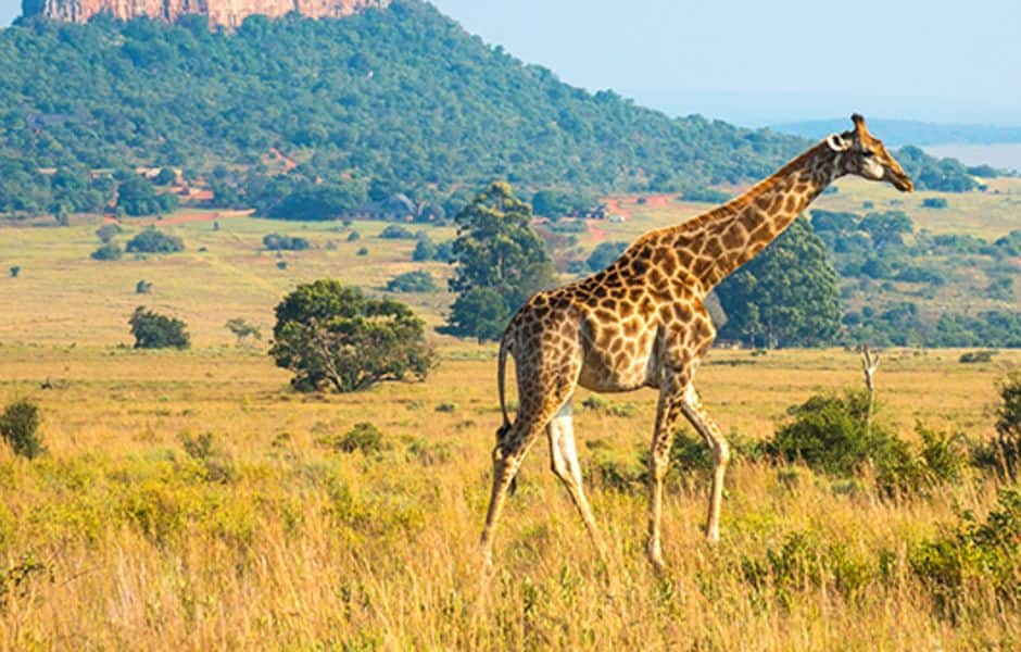 giraffe walking in savannah of entabeni safari wildlife reserve south africa 