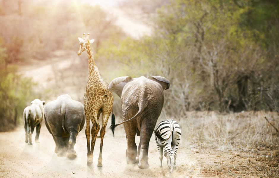 animals silhouetted at sunset in kruger national park south africa