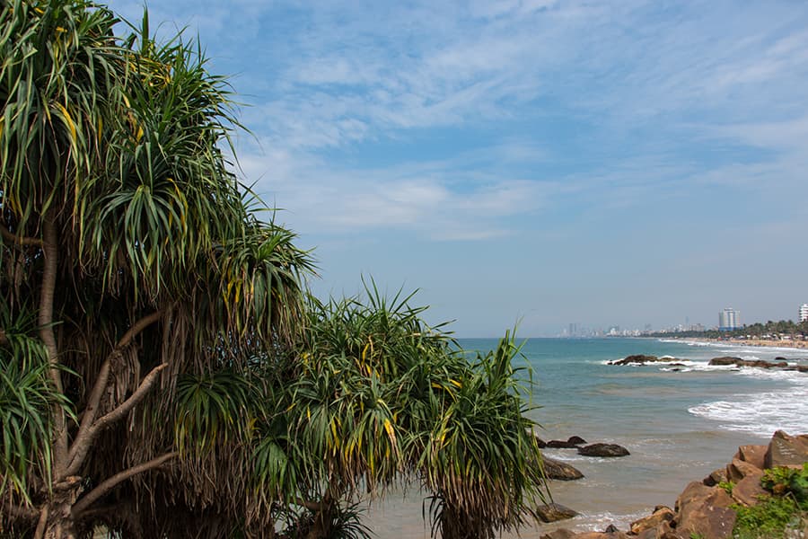 coastline from behind trees with colombo city in distance