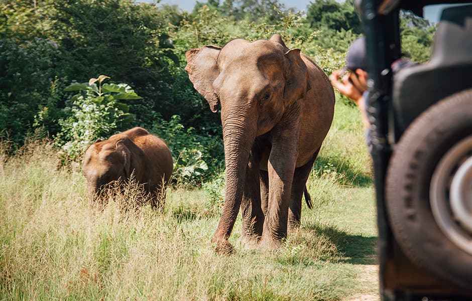 elephant orphanage in sri lanka 