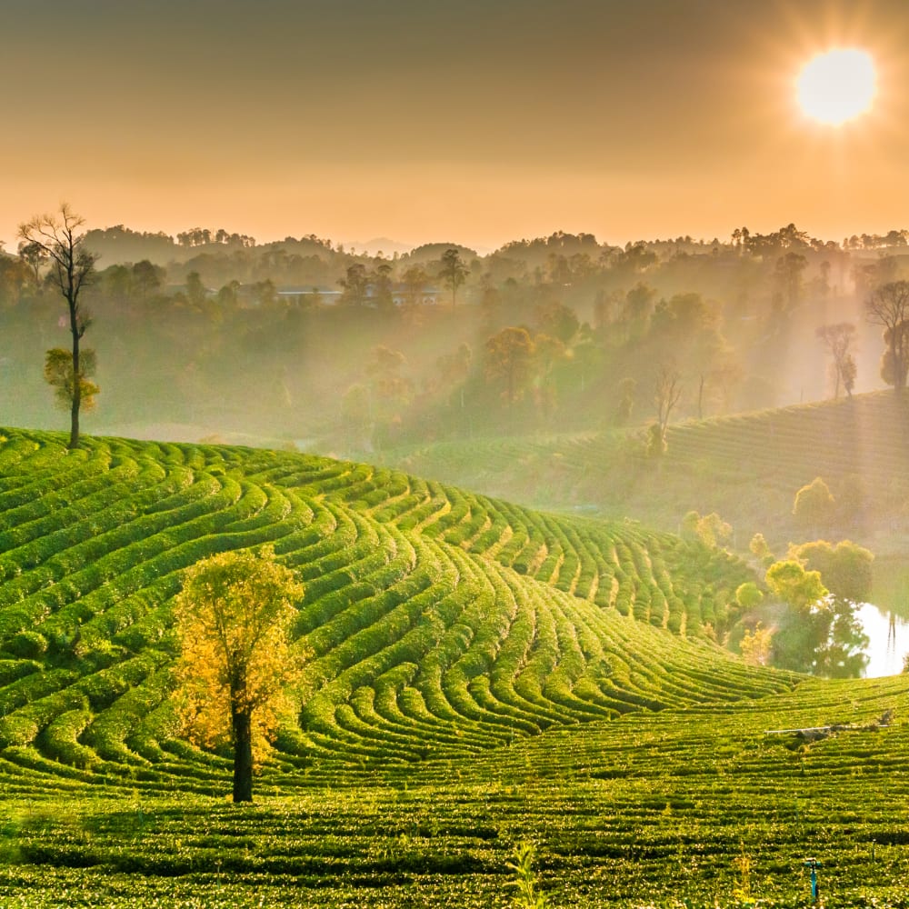 What's the weather like in Chiang Mai? 