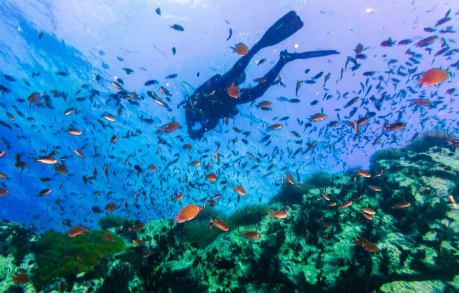 coral reef in phuket