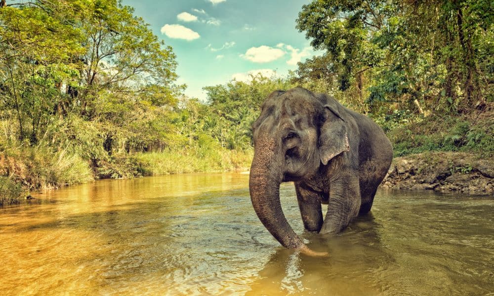 elephant playing in the water in thailand